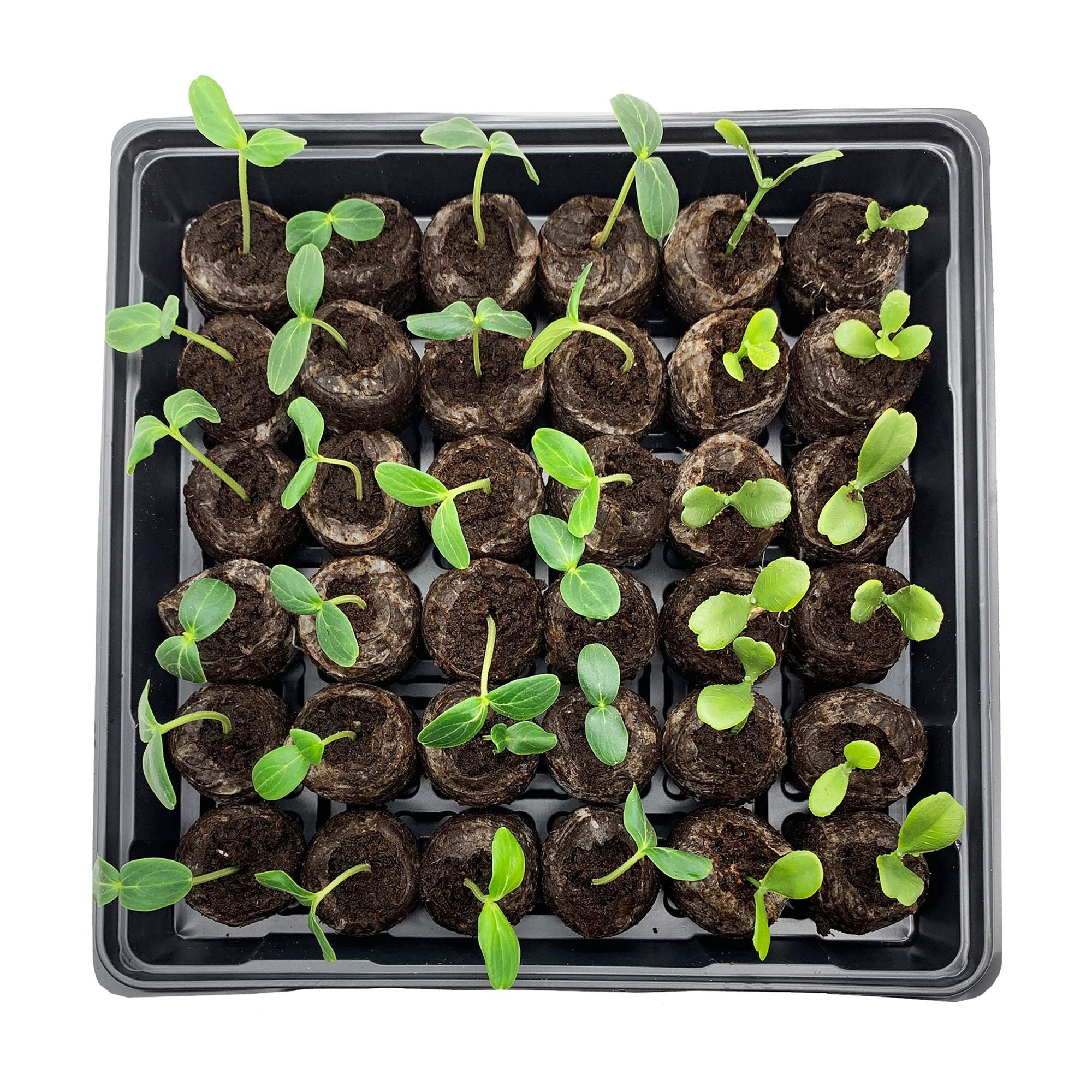 Jiffy brand seed starting greenhouse kit packaging, featuring a tray with 36 peat pellets and a clear dome
